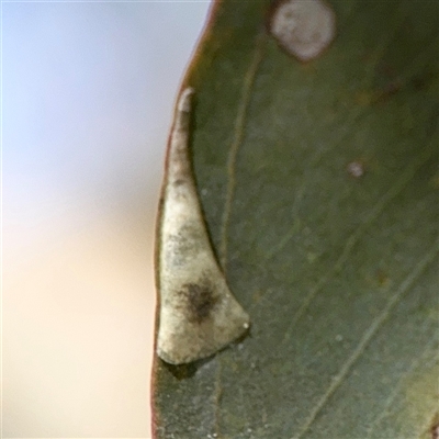 Creiis lituratus (Psyllid Bug) at Holder, ACT - 28 Oct 2024 by Hejor1