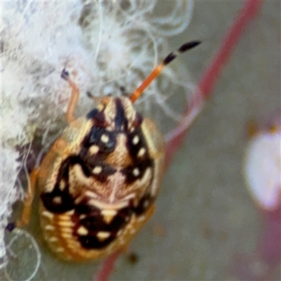 Anischys sp. (genus) (Unidentified Anischys bug) at Holder, ACT - 28 Oct 2024 by Hejor1