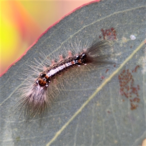 Lymantriinae (subfamily) at Holder, ACT - 28 Oct 2024