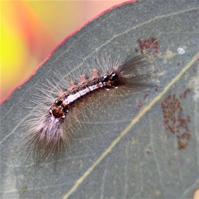 Lymantriinae (subfamily) (Unidentified tussock moths) at Holder, ACT - 28 Oct 2024 by Hejor1