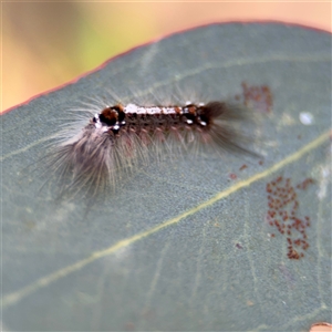 Lymantriinae (subfamily) at Holder, ACT - 28 Oct 2024 02:59 PM