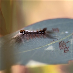 Lymantriinae (subfamily) at Holder, ACT - 28 Oct 2024 02:59 PM