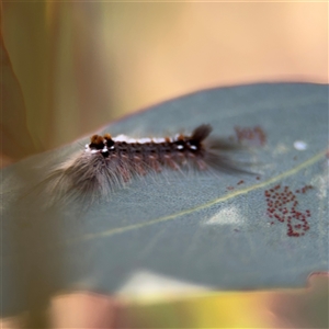 Lymantriinae (subfamily) at Holder, ACT - 28 Oct 2024