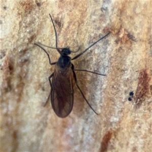 Sciaridae sp. (family) at Holder, ACT - 28 Oct 2024 03:17 PM