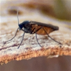 Sciaridae sp. (family) at Holder, ACT - 28 Oct 2024 03:17 PM