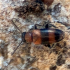 Syzeton sp. (genus) (A darkling beetle) at Holder, ACT - 28 Oct 2024 by Hejor1