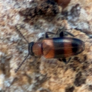 Syzeton sp. (genus) at Holder, ACT - 28 Oct 2024 03:18 PM