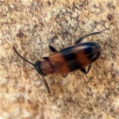 Syzeton (genus) at Holder, ACT - 28 Oct 2024 03:18 PM