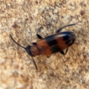 Syzeton (genus) at Holder, ACT - 28 Oct 2024 03:18 PM