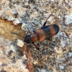 Syzeton sp. (genus) at Holder, ACT - 28 Oct 2024 03:18 PM