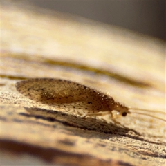 Micromus tasmaniae (Tasmanian Brown Lacewing) at Holder, ACT - 28 Oct 2024 by Hejor1