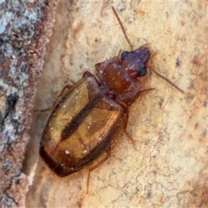 Agonocheila sp. (genus) at Holder, ACT - 28 Oct 2024 03:20 PM