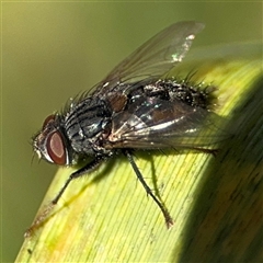 Tachinidae (family) (Unidentified Bristle fly) at Holder, ACT - 28 Oct 2024 by Hejor1