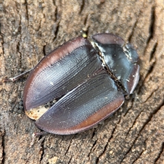 Pterohelaeus sp. (genus) at Holder, ACT - 28 Oct 2024 by Hejor1