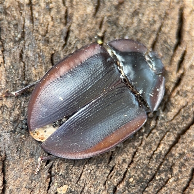 Pterohelaeus piceus (Pie-dish beetle) at Holder, ACT - 28 Oct 2024 by Hejor1