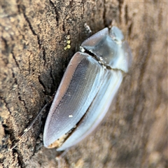 Pterohelaeus piceus at Holder, ACT - 28 Oct 2024 03:28 PM