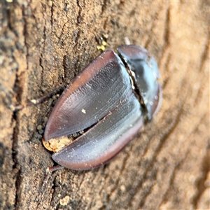 Pterohelaeus piceus at Holder, ACT - 28 Oct 2024 03:28 PM