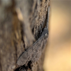 Crypsiphona ocultaria at Holder, ACT - 28 Oct 2024 03:28 PM