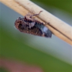 Eurymelinae (subfamily) (Unidentified eurymeline leafhopper) at Holder, ACT - 28 Oct 2024 by Hejor1