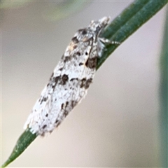 Isotenes miserana (Orange Fruit Borer) at Holder, ACT - 28 Oct 2024 by Hejor1