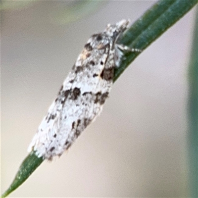 Isotenes miserana (Orange Fruit Borer) at Holder, ACT - 28 Oct 2024 by Hejor1