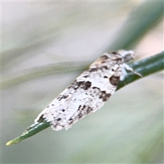 Isotenes miserana at Holder, ACT - 28 Oct 2024 03:47 PM