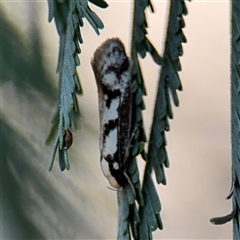 Eusemocosma pruinosa at Holder, ACT - 28 Oct 2024 04:17 PM