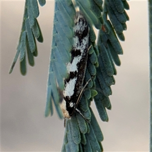 Eusemocosma pruinosa at Holder, ACT - 28 Oct 2024 04:17 PM