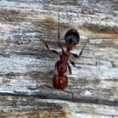 Podomyrma sp. (genus) at Holder, ACT - 28 Oct 2024 04:02 PM