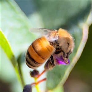 Apis mellifera at Holder, ACT - 28 Oct 2024 03:53 PM