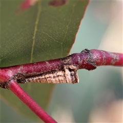 Machaerotinae sp. (family) at Holder, ACT - 28 Oct 2024 02:53 PM