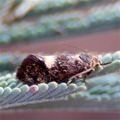 Leistomorpha brontoscopa (A concealer moth) at Holder, ACT - 28 Oct 2024 by Hejor1