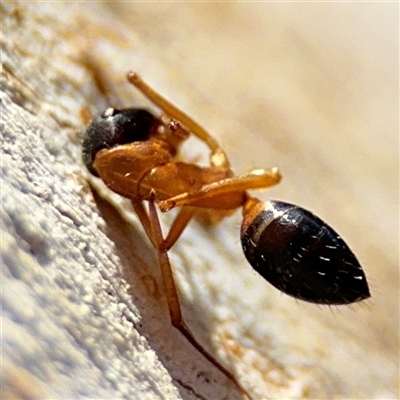 Camponotus consobrinus (Banded sugar ant) at Holder, ACT - 28 Oct 2024 by Hejor1