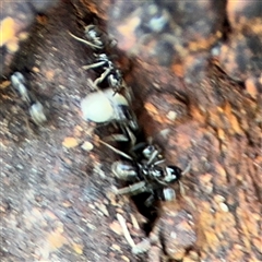 Anonychomyrma sp. (genus) at Holder, ACT - 28 Oct 2024 03:41 PM