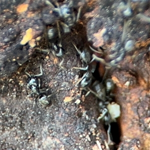 Anonychomyrma sp. (genus) at Holder, ACT - 28 Oct 2024 03:41 PM