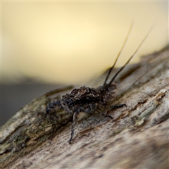 Fulgoroidea sp. (superfamily) (Unidentified fulgoroid planthopper) at Holder, ACT - 28 Oct 2024 by Hejor1