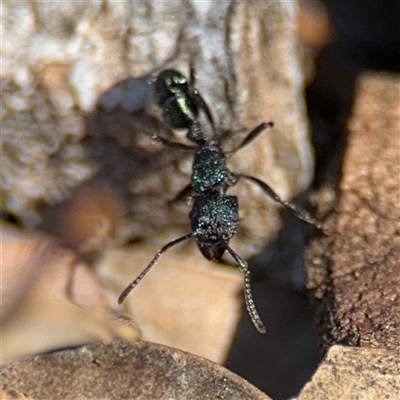 Rhytidoponera metallica (Greenhead ant) at Holder, ACT - 28 Oct 2024 by Hejor1