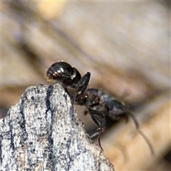 Rhytidoponera metallica at Holder, ACT - 28 Oct 2024 03:37 PM