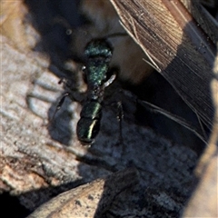 Rhytidoponera metallica at Holder, ACT - 28 Oct 2024 03:37 PM