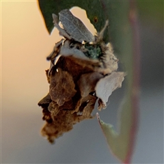 Psychidae (family) IMMATURE (Unidentified case moth or bagworm) at Holder, ACT - 28 Oct 2024 by Hejor1