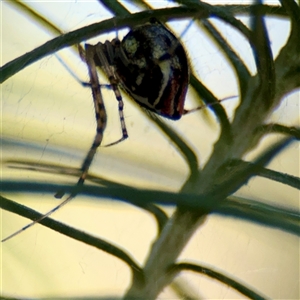 Theridion pyramidale at Holder, ACT - 28 Oct 2024