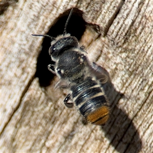 Megachile heliophila at Holder, ACT - 28 Oct 2024 02:43 PM