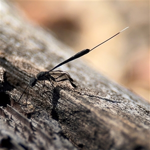 Gasteruption sp. (genus) at Holder, ACT - 28 Oct 2024 02:33 PM