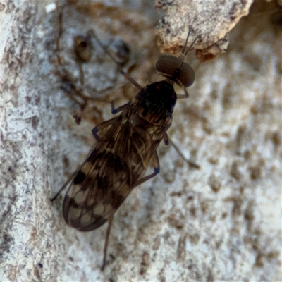 Sylvicola dubius (Wood-gnat) at Holder, ACT - 28 Oct 2024 by Hejor1