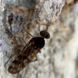 Sylvicola dubius at Holder, ACT - 28 Oct 2024 02:27 PM