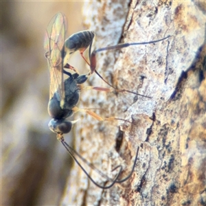 Ichneumonidae (family) at Holder, ACT - 28 Oct 2024 02:26 PM