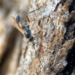 Ichneumonidae (family) at Holder, ACT - 28 Oct 2024 02:26 PM