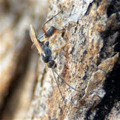 Ichneumonidae (family) at Holder, ACT - 28 Oct 2024 02:26 PM