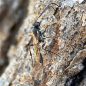 Ichneumonidae (family) at Holder, ACT - 28 Oct 2024 02:26 PM