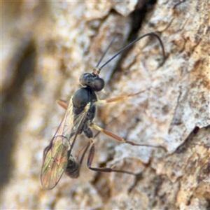 Ichneumonidae (family) at Holder, ACT - 28 Oct 2024 02:26 PM